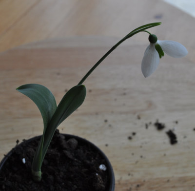 Galanthus_elwesii_var._maximus_0011__0051.jpg