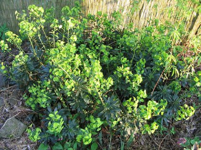 Euphorbia_unbekannt_Hortu.jpg