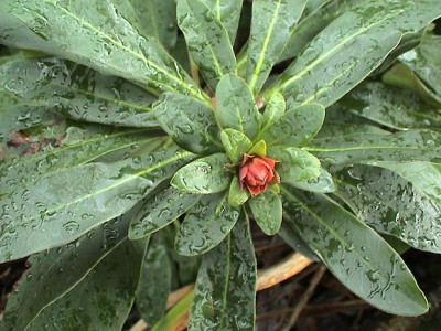 Euphorbia_unbekannt_Hortu_2.jpg