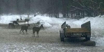 Rehe_siga_1101030.JPG