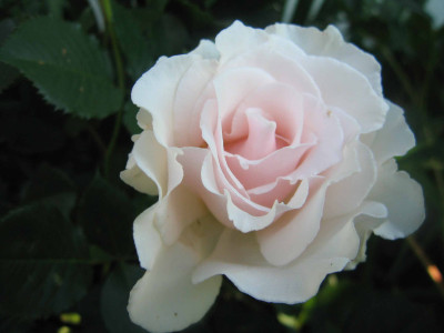 margaretmerill000.jpg