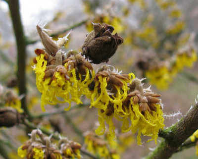 Hamamelis_Barmstedt_Ice_800x600.jpg