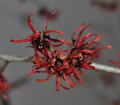 Hamamelis_intermedia_Diane_0011__0111.jpg