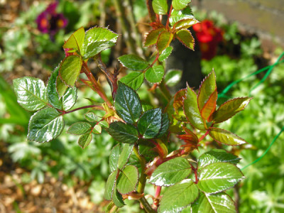 Elfe-Blatt.jpg