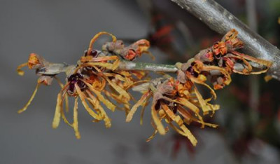 Hamamelis_intermedia_Aphrodite_0012__0109.jpg