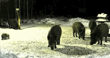 leckstein__und_marderhund.jpg