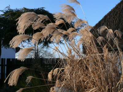 P1260156.JPG