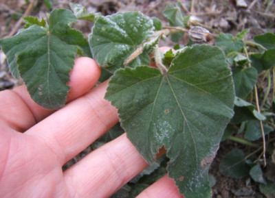 Lavatera_olbia_cf_31-1-11.JPG