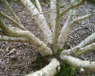 Betula_medwediewii1.jpg