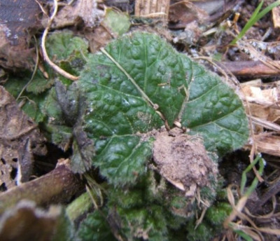 Lavatera_thuringiaca_31-1-11.JPG