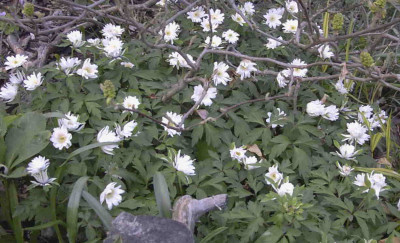 Anemone_nemorosa_Bracteate_PlenifloraRimg0206.JPG