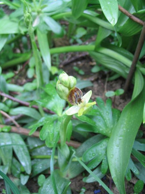 Orchidee_welche.jpg