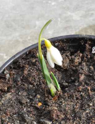 Galanthus_nivalis_Lutescens_0011__0017.jpg