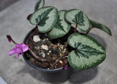 Cyclamen_coum_Silver_Leaf__0011__0151.jpg