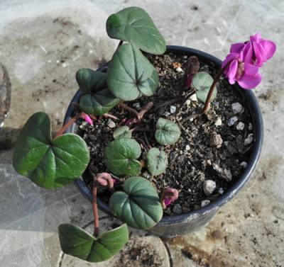 Cyclamen_coum_0011__0033.jpg