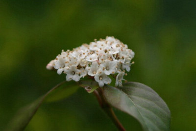 Viburnum-tinus-April-1-a.jpg