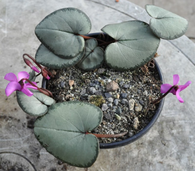Cyclamen_coum_Silver_Leaf_0011__0026.jpg