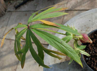 Helleborus_montenegrinus_falsch_0011__83265.jpg