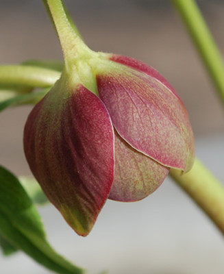 Helleborus_montenegrinus_B_falsch_0011__83264.jpg