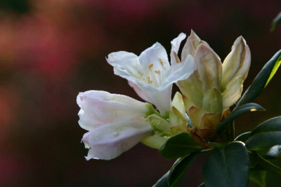 Rhodo-April-4.jpg