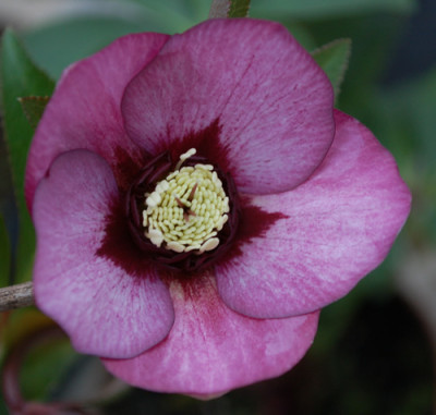 Helleborus_dlila_0011__3276.jpg