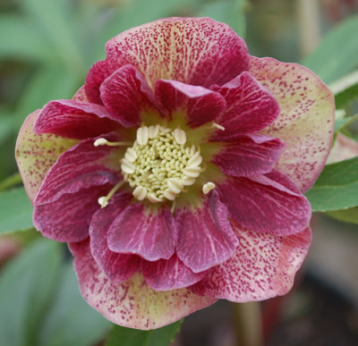 Helleborus_gef_0011__3286.jpg