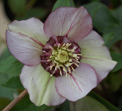 Helleborus_hell_0011__3288.jpg