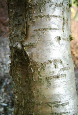 Betula_medwediewii_B1.jpg