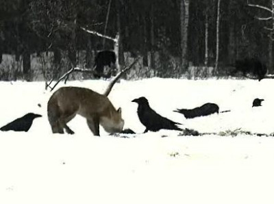 fuchs.JPG