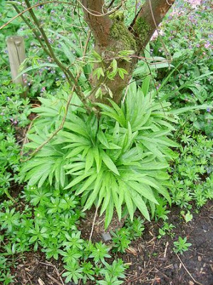 Helleborus_purpurascens.jpg
