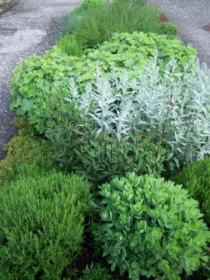 Schwiegermutterbeet_10.JPG