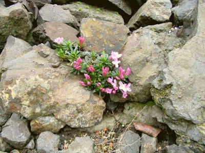 Daphne_arbuscula_Hortu.jpg
