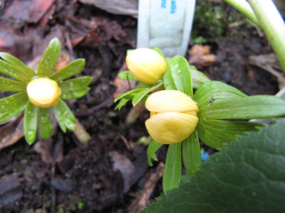 E._Schwefelglanz_110205.jpg