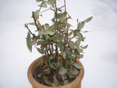 lorbeererfrorenfeb2011.jpg