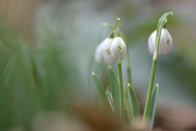 Schneegloeckchen-Feb0511.jpg