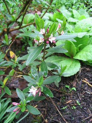 Daphne_tangutica_Hortu.jpg