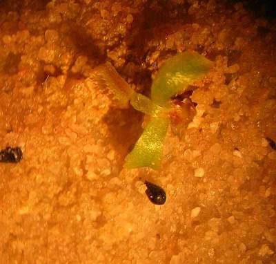 dionaea-baby.jpg