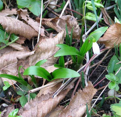 G.ikariae-o.-woronowii.jpg