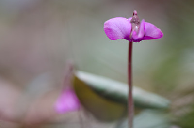 Cyclamen-Feb0611.jpg