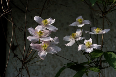 tetrarose_11191s.jpg
