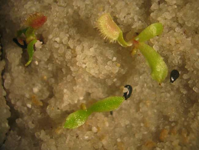 Dionaea-saemlinge.jpg