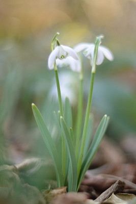 Schneegloeckchen-Feb0711-3.jpg