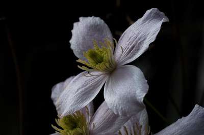 tetrarose_schatten_11192s.jpg