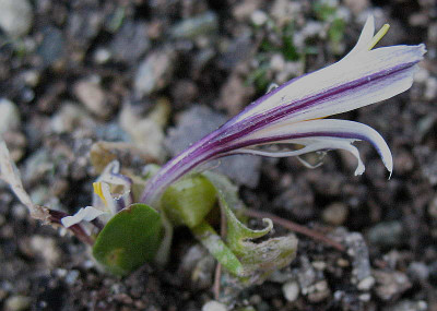 Colchicum_kesselringii_7.2.11._028.jpg