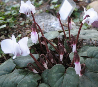 Cyclamen_coum_f._albissimum__7.2.11._030.jpg