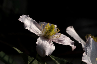 tetrarose_sonne_11198s.jpg