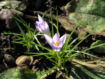 elfenkrokus060211.JPG