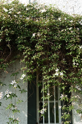 tetrarose_ausschnitt_11202s.jpg
