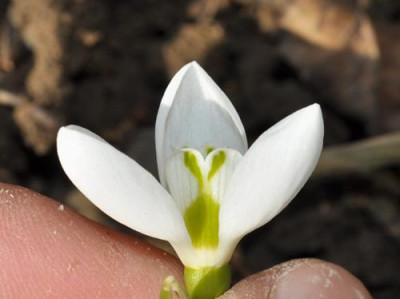 Galanthus_0011__0029.jpg