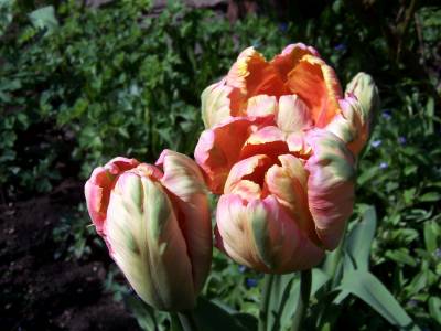Papageintulpen_geoffnet.jpg